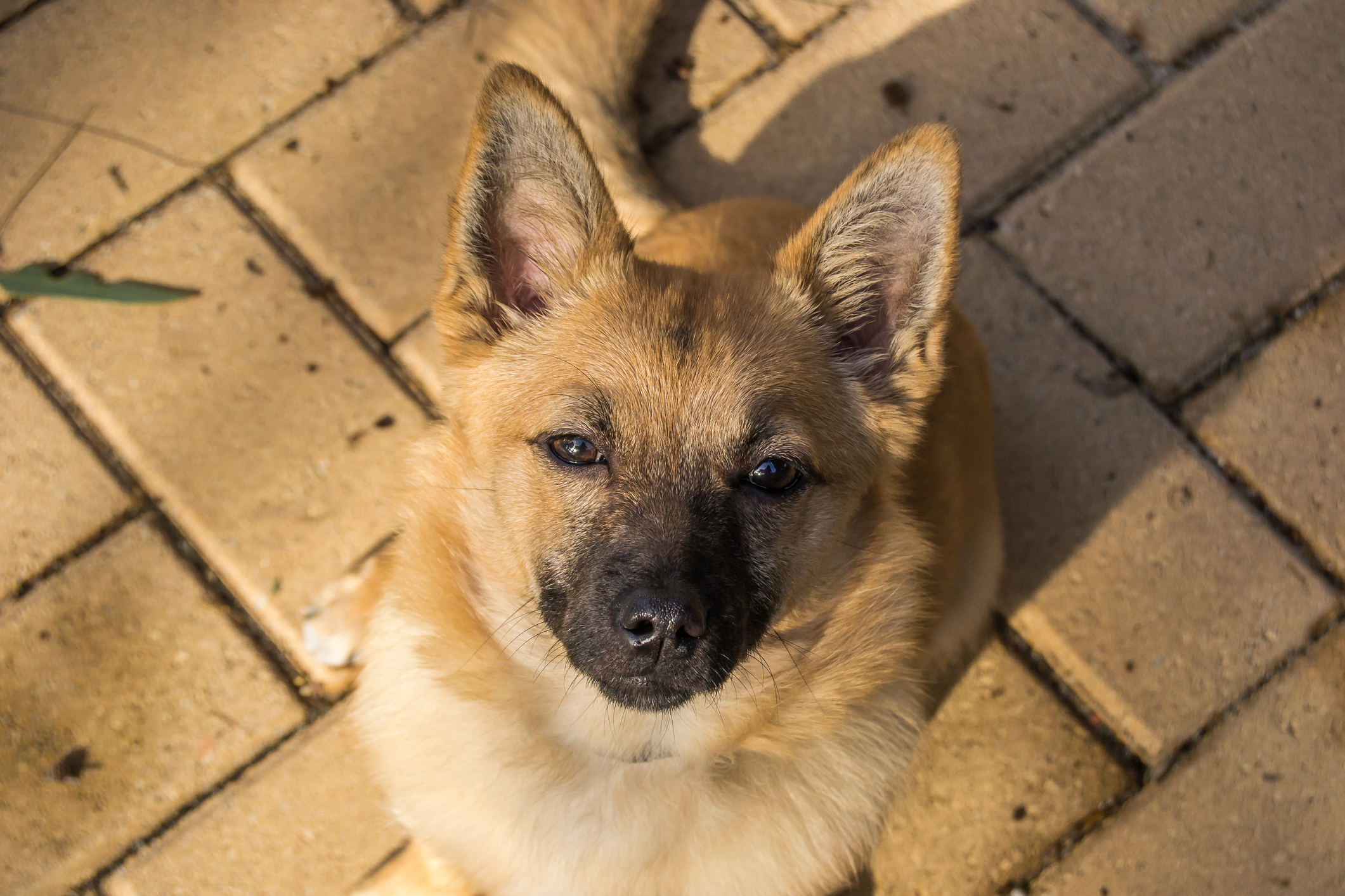 Norsk buhund