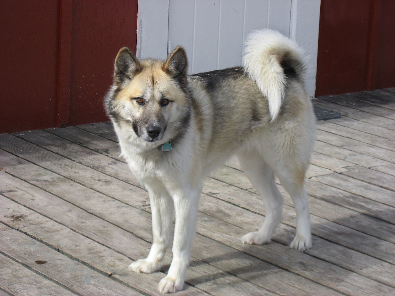 Grønnlandshund