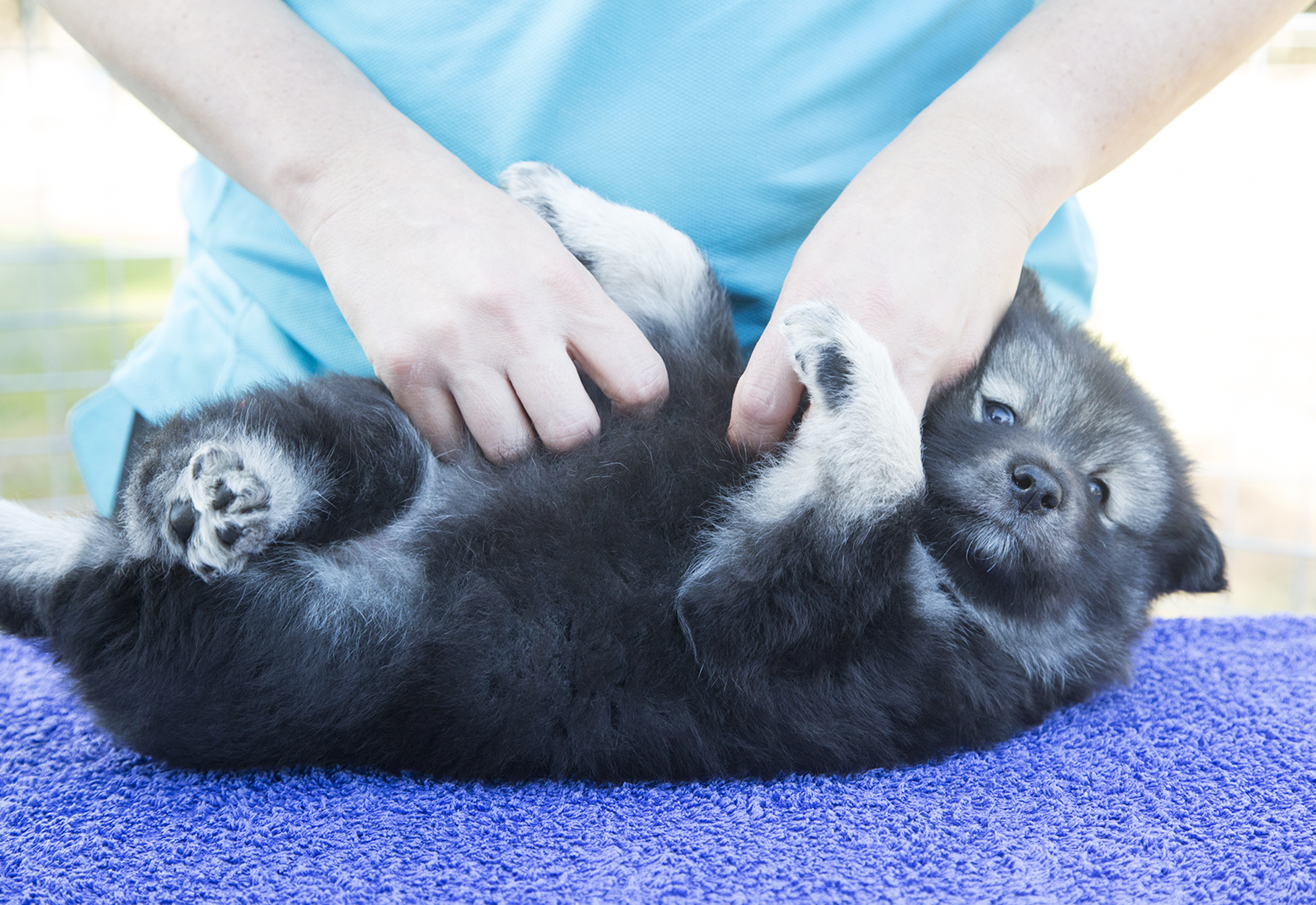 Svensk lapphund