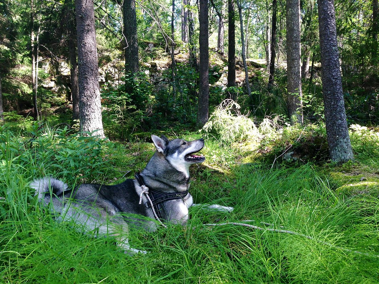 Jämthund