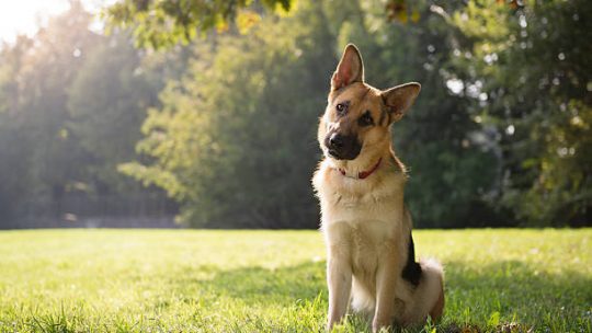 Vedlikehold av Schæferhund