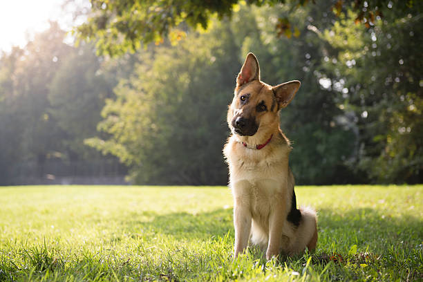 Vedlikehold av Schæferhund