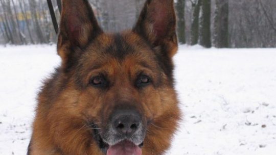 Hunden – menneskets beste venn