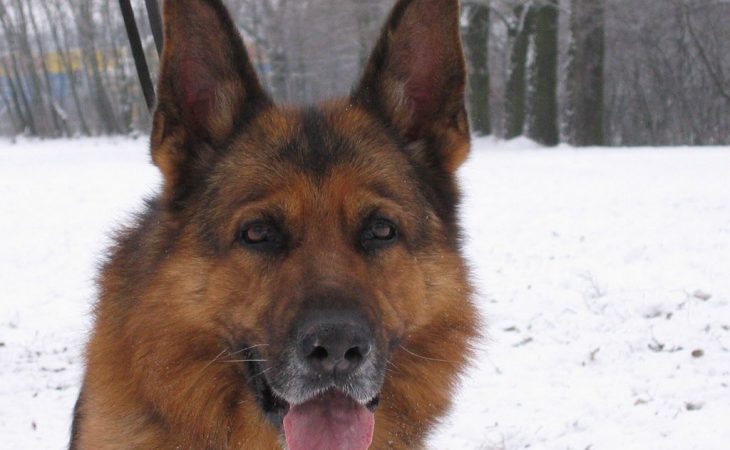Hunden – menneskets beste venn