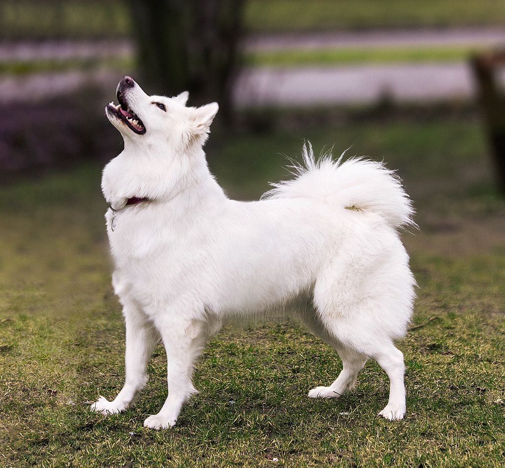 Dansk spets