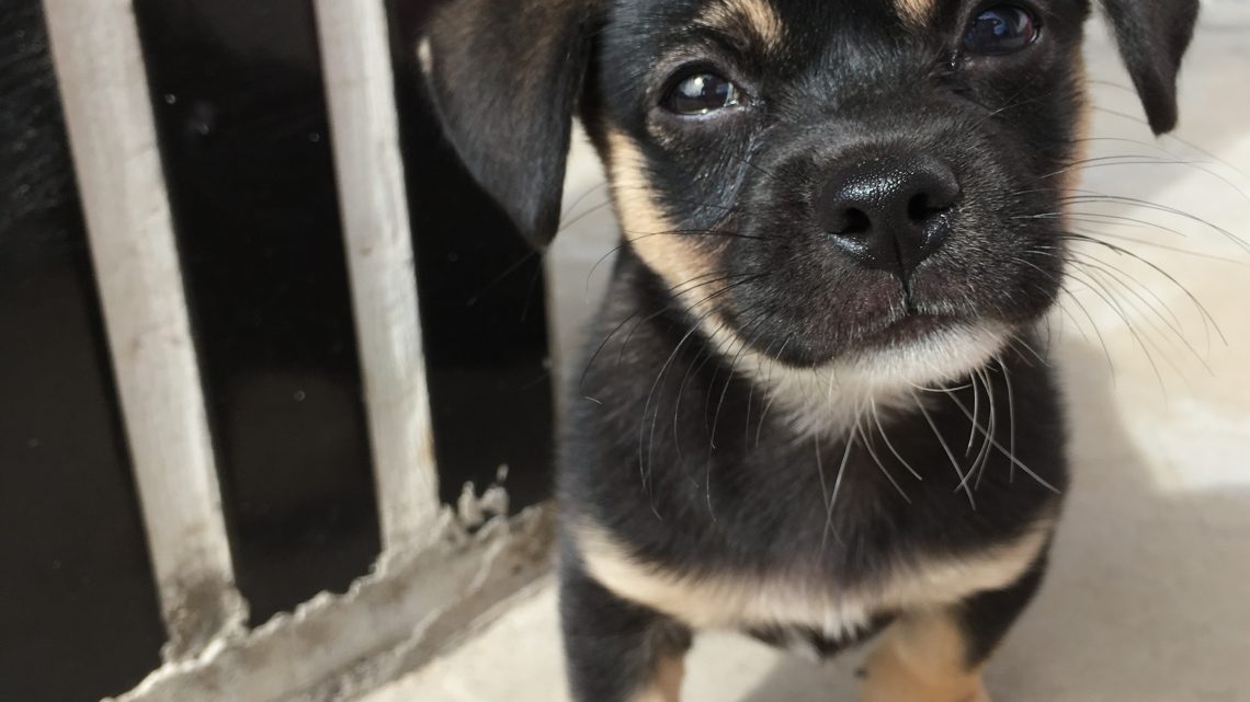 Fordeler og ulemper med hundegård