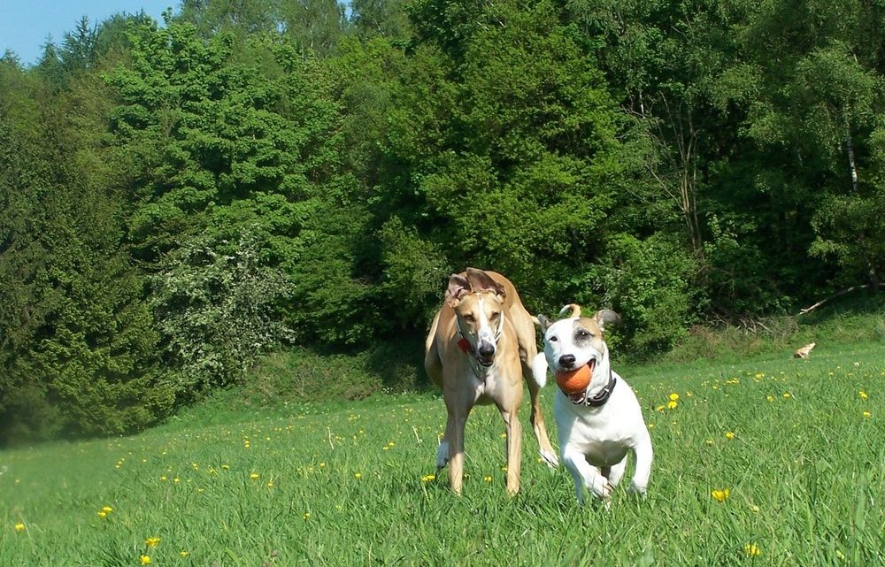 Spansk galgo – en annerledes brukshund