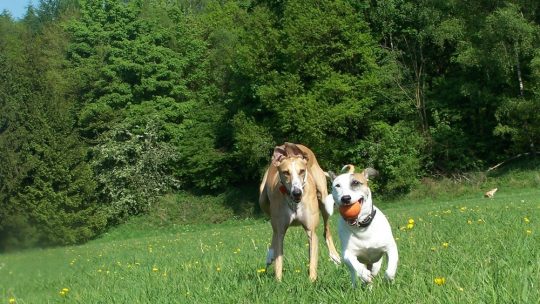 Spansk galgo – en annerledes brukshund