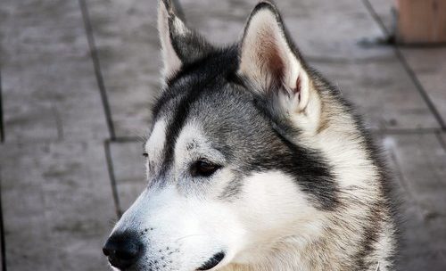 Kjøpt hund eller hundeutstyr på kreditt? Søk om refinansiering!