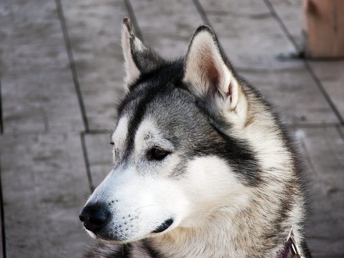 Kjøpt hund eller hundeutstyr på kreditt? Søk om refinansiering!
