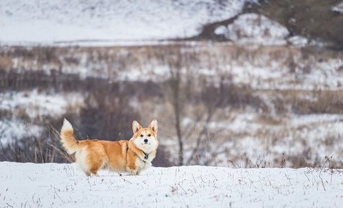 Ta med hunden din på langtur – hva du må huske på