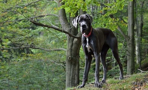 Ikke bare hunden som kan være en venn i nød!