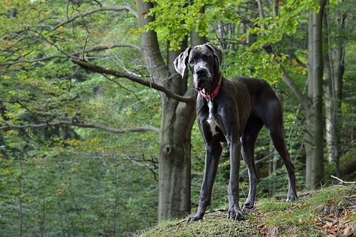 Ikke bare hunden som kan være en venn i nød!