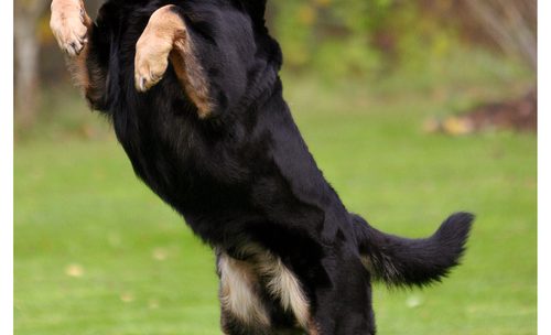 Hundeutstillinger – lever du opp til hunden din?