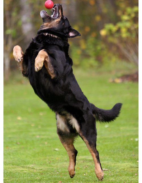 Hundeutstillinger – lever du opp til hunden din?
