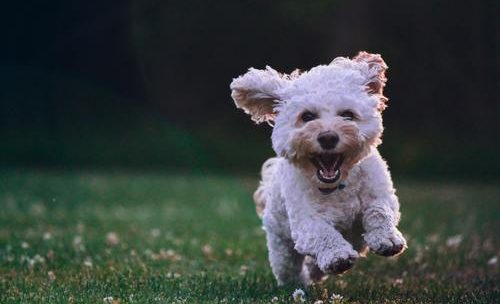 Hvordan ta med hunden din til et bryllup