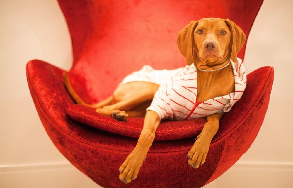 Hvorfor du bør vurdere norske hunderaser når du skal kjøpe hund