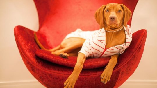 Hvorfor du bør vurdere norske hunderaser når du skal kjøpe hund