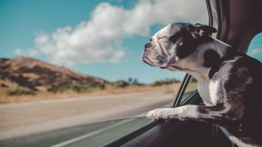 Hvordan gjøre bilen din mer hundevennlig
