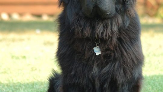 Hvordan forberede hunden din på en ny baby i familien