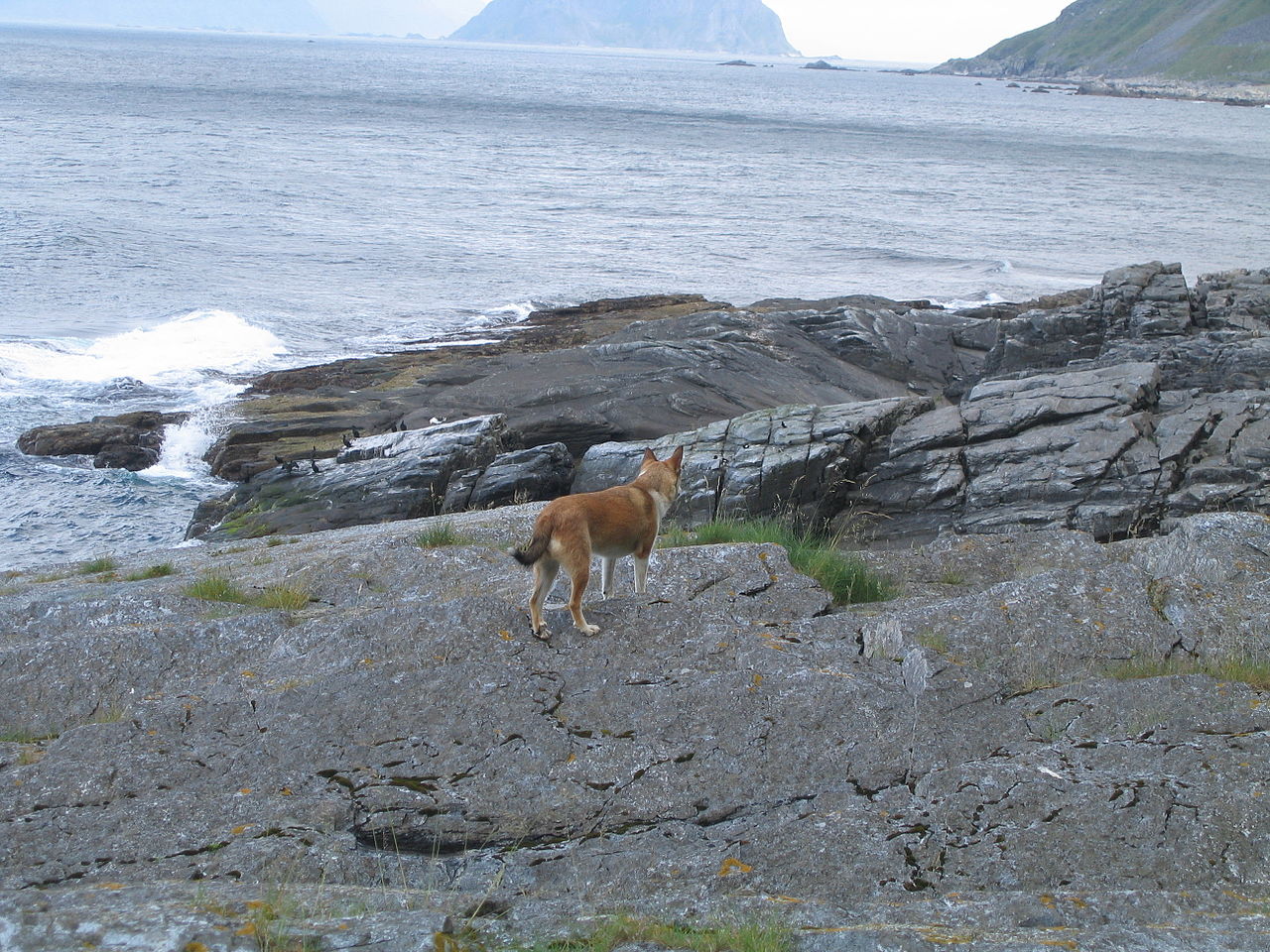 Norsk  lundehund