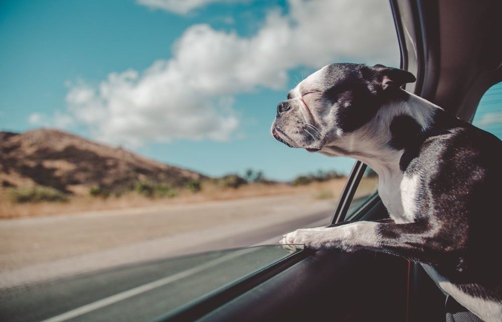 Hvordan  gjøre  bilen  din  mer  hundevennlig