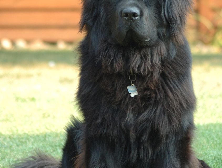 Hvordan forberede hunden din på en ny baby i familien